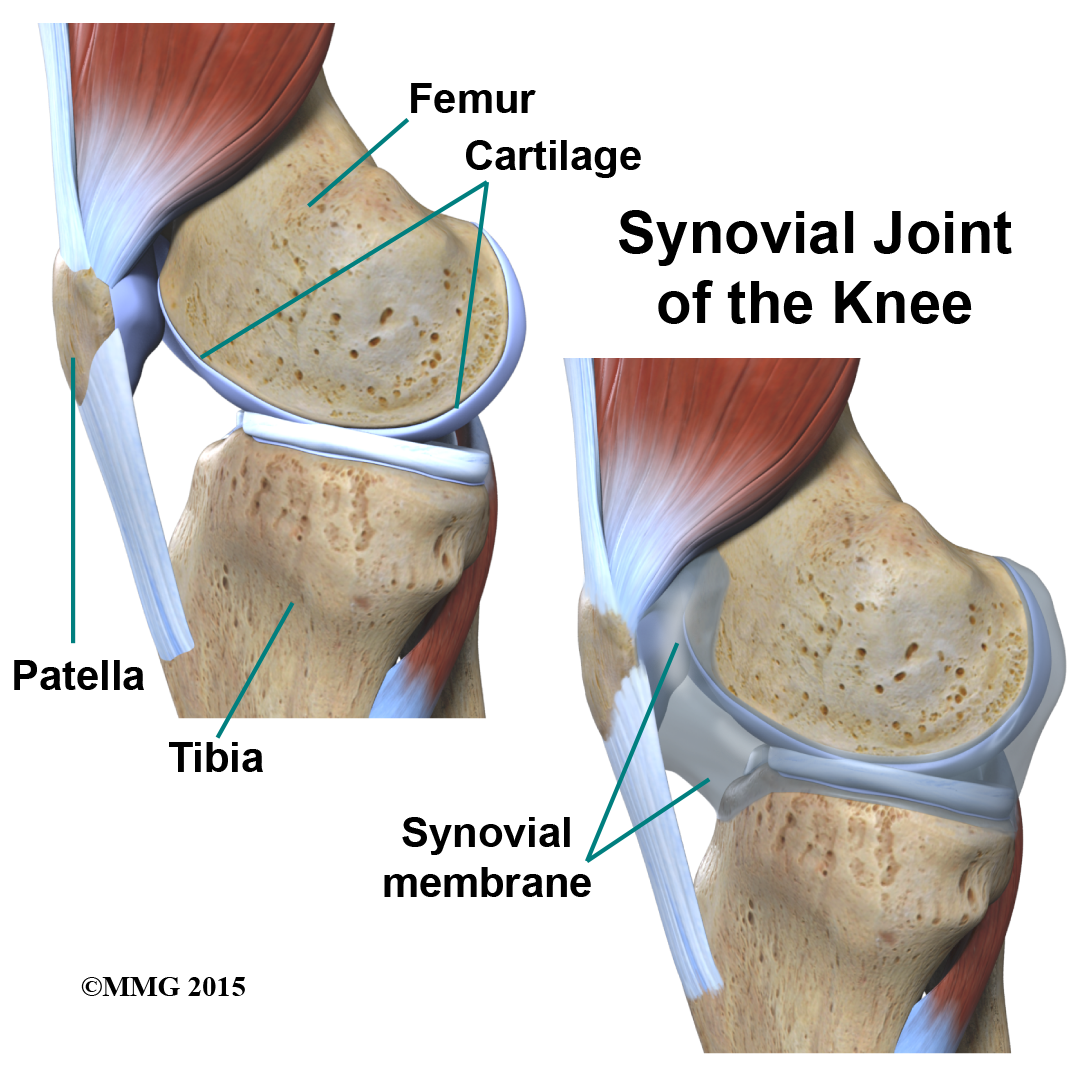 Synovial Joint of the Knee